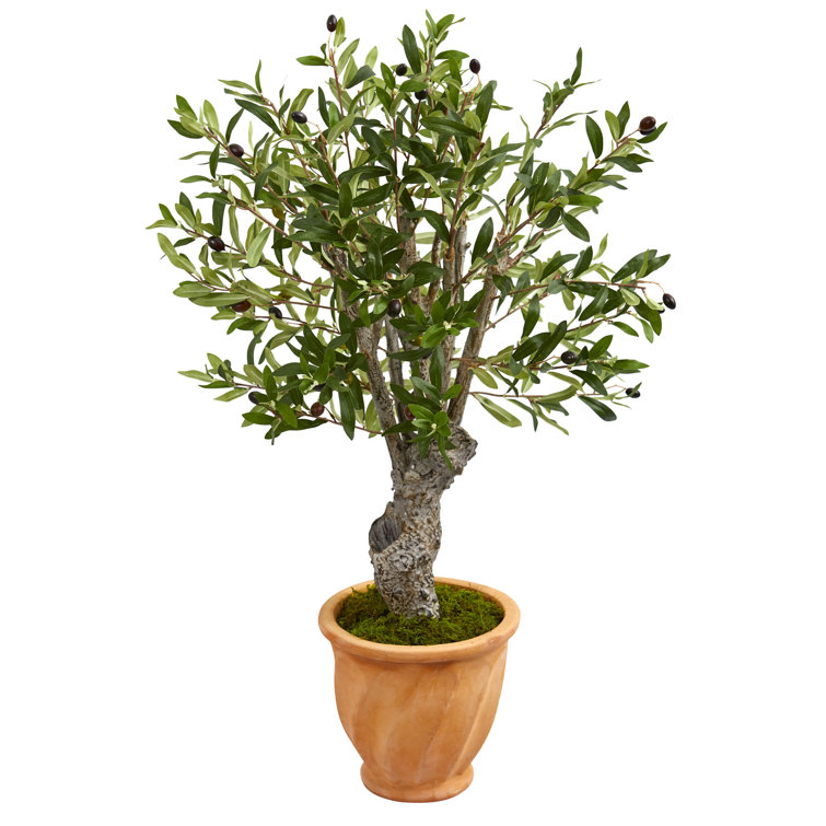 Fleur De Lis Living 36'' Faux Olive Tree Tree in Ceramic Planter